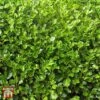 Griselinia Littoralis (Hedging)
