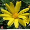 Euryops Pectinatus -Outlet Hompson-morgan Store T77370 EURY 1