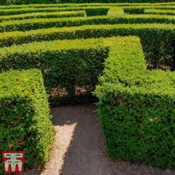 Taxus X Media 'Densiformis' -Outlet Hompson-morgan Store TAX TKA3596 B