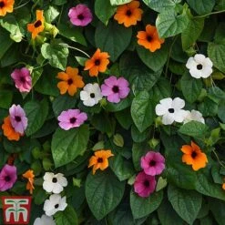 Thunbergia 'Sunny Susy Collection' -Outlet Hompson-morgan Store THUN TKA0225 B