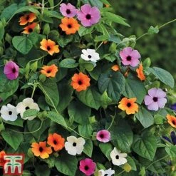 Thunbergia 'Sunny Susy Collection' -Outlet Hompson-morgan Store THUN TKA0225 C