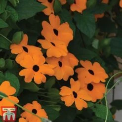Thunbergia 'Sunny Susy Collection' -Outlet Hompson-morgan Store THUN TKA0225 D
