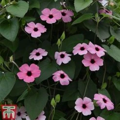 Thunbergia 'Sunny Susy Collection' -Outlet Hompson-morgan Store THUN TKA0225 F