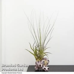 Air Plant Medium Barnacle