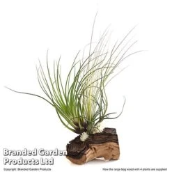 Air Plant On Bog Wood -Outlet Hompson-morgan Store TILL BOGWOOD4P T48230