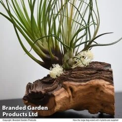Air Plant On Bog Wood -Outlet Hompson-morgan Store TILL BOGWOOD4P T48233