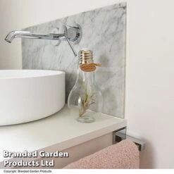 Airplant (Tillandsia) In A Light Bulb (Medium) -Outlet Hompson-morgan Store TILL LIGHTBULB T49714