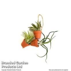 Air Plant Mini Pots On Rope -Outlet Hompson-morgan Store TILL MINIROPE3 T48839