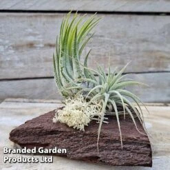 Air Plants (Tillandsia) On Mini Wooden Log -Outlet Hompson-morgan Store TILL MINIWOODE S45228C
