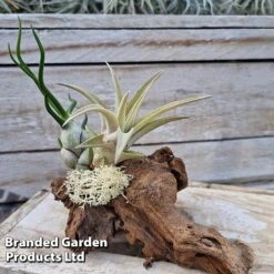 Air Plants (Tillandsia) On Mini Wooden Log -Outlet Hompson-morgan Store TILL MINIWOODE S45229B