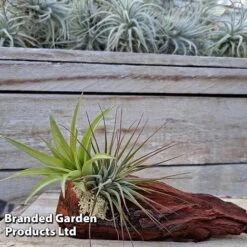 Air Plants (Tillandsia) On Mini Wooden Log -Outlet Hompson-morgan Store TILL MINIWOODE S45230A