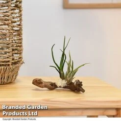 Air Plants (Tillandsia) On Mini Wooden Log -Outlet Hompson-morgan Store TILL WOODENLOG T47201