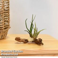 Air Plants (Tillandsia) On Mini Wooden Log -Outlet Hompson-morgan Store TILL WOODENLOG T47202