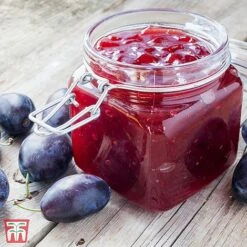 Damson 'Shropshire Prune'
