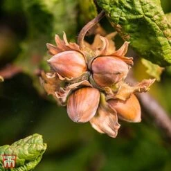 Corylus Avellana 'Twister' -Outlet Hompson-morgan Store TKA3098 CORY 3