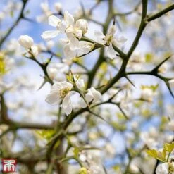 Citrus Trifoliata 9 Citrus Trifoliata -Outlet Hompson-morgan Store TKA3374 CITR 3