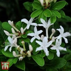 Rhododendron Viscosum -Outlet Hompson-morgan Store TKA3432 RHOD 1