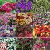 Nurseryman's Choice Container Mix -Outlet Hompson-morgan Store TM 12image