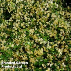 Trachelospermum Jasminum 'Star Of Toscana' -Outlet Hompson-morgan Store TRAC STAROFTOS S09273