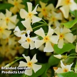 Trachelospermum Jasminum 'Star Of Toscana' -Outlet Hompson-morgan Store TRAC STAROFTOS S09275
