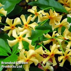 Trachelospermum Jasminum 'Star Of Toscana' -Outlet Hompson-morgan Store TRAC STAROFTOS S09276