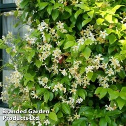 Trachelospermum Jasminum 'Star Of Toscana' -Outlet Hompson-morgan Store TRAC STAROFTOS S09277