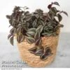 Tradescantia Purple Passion -Outlet Hompson-morgan Store TRAD PURPPASSI T39012