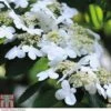 Viburnum Plicatum F. Tomentosum 'Kilimanjaro' -Outlet Hompson-morgan Store VIBU T55673 A h