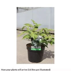 Viburnum Plicatum F. Tomentosum 'Shasta' -Outlet Hompson-morgan Store VIBU T66511 A h