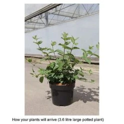 Viburnum Macrocephalum 'Happy Fortuna' -Outlet Hompson-morgan Store VIBU T68203 B h