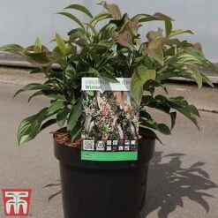 Viburnum X Hillieri 'Winton' -Outlet Hompson-morgan Store VIBU TKA3680 C