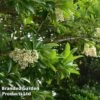 Viburnum Odoratissimum Var. Awabuki -Outlet Hompson-morgan Store VIBU ODORATISS L30435