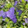 Vinca Minor 'Illumination' -Outlet Hompson-morgan Store VINC T58496 A h