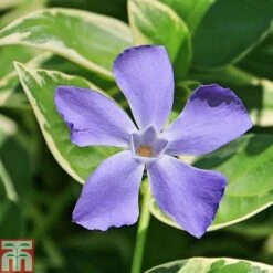 Vinca Minor 'Ralph Shugert'