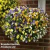 Viola 'Ice Babies' Pre-Planted Hanging Basket 2 Viola 'Ice Babies' Pre-Planted Hanging Basket -Outlet Hompson-morgan Store VIOL ICEBABIES