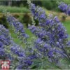 Vitex Agnus-castus 'Delta Blues' -Outlet Hompson-morgan Store VITE T81832 A