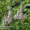 Vitex Agnus-castus 'Pink Pinnacle' -Outlet Hompson-morgan Store VITE PINKPINNA W30440