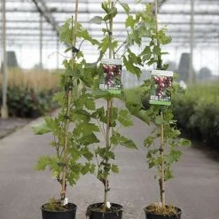 Grape 'Cardinal' -Outlet Hompson-morgan Store VITI CARDINAL S46110 NOW