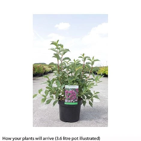 Weigela Florida 'Korea' 4 Weigela Florida 'Korea' - Image 2