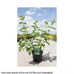 Weigela Middendorffiana -Outlet Hompson-morgan Store WEIG T66530 B h