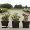 Weigela 'Big Love' 2 Weigela 'Big Love' -Outlet Hompson-morgan Store WEIG BIGLOVE S46150