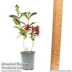 Weigela 'Camouflage' -Outlet Hompson-morgan Store WEIG CAMOUF9CM T50087