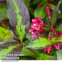 Weigela 'Camouflage' -Outlet Hompson-morgan Store WEIG CAMOUFLAG T39705