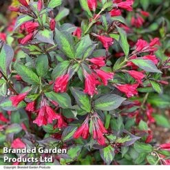 Weigela 'Camouflage' -Outlet Hompson-morgan Store WEIG CAMOUFLAG T39902