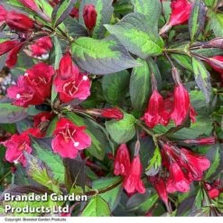 Weigela 'Camouflage' -Outlet Hompson-morgan Store WEIG CAMOUFLAG T39904