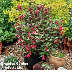 Weigela 'Camouflage' -Outlet Hompson-morgan Store WEIG CAMOUFLAG T39905