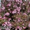 Weigela 'Vintage Love' -Outlet Hompson-morgan Store WEIG VINTAGELO1