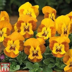 Winter Favourites Bedding Collection -Outlet Hompson-morgan Store WINT wkc2523 E