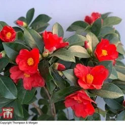 Camellia '1001 Summer Nights' Jasmine -Outlet Hompson-morgan Store WKB6245 CAM 2