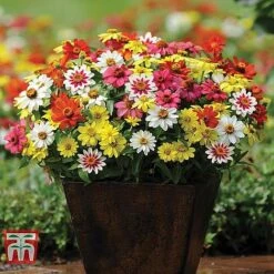 Garden Ready Container Collection -Outlet Hompson-morgan Store ZINN T67468 B11